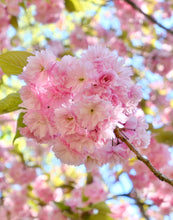 Load image into Gallery viewer, Carolles Cherry Blossom - Normandy Print - La Porte Bonheur