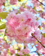 Load image into Gallery viewer, Carolles Cherry Blossom - Normandy Print - La Porte Bonheur