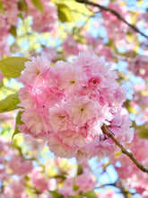 Load image into Gallery viewer, Carolles Cherry Blossom - Normandy Print - La Porte Bonheur