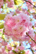 Load image into Gallery viewer, Carolles Cherry Blossom - Normandy Print - La Porte Bonheur