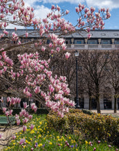 Load image into Gallery viewer, Palais Royal Magnolias, Daffodils, and Tulips - Paris Photography - La Porte Bonheur