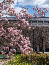 Load image into Gallery viewer, Palais Royal Magnolias, Daffodils, and Tulips - Paris Photography - La Porte Bonheur
