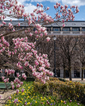 Load image into Gallery viewer, Palais Royal Magnolias, Daffodils, and Tulips - Paris Photography - La Porte Bonheur