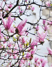 Load image into Gallery viewer, Pink Magnolias - Paris Print - La Porte Bonheur
