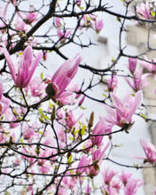Load image into Gallery viewer, Pink Magnolias - Paris Print - La Porte Bonheur