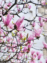 Load image into Gallery viewer, Pink Magnolias - Paris Print - La Porte Bonheur