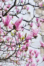 Load image into Gallery viewer, Pink Magnolias - Paris Print - La Porte Bonheur