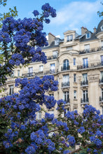 Load image into Gallery viewer, California Lilacs in Paris - Paris Photography - La Porte Bonheur