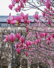 Load image into Gallery viewer, Hot Pink Magnolias in the Jardin du Palais-Royal - Paris Photography - La Porte Bonheur