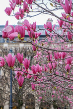 Load image into Gallery viewer, Hot Pink Magnolias in the Jardin du Palais-Royal - Paris Photography - La Porte Bonheur