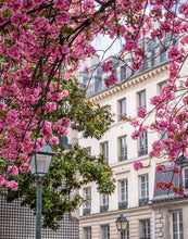 Load image into Gallery viewer, Left Bank Cherry Blossoms - Paris Print - La Porte Bonheur