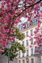 Load image into Gallery viewer, Left Bank Cherry Blossoms - Paris Print - La Porte Bonheur