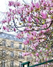Load image into Gallery viewer, Left Bank Pink Magnolias - Paris Print - La Porte Bonheur