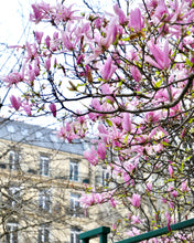 Load image into Gallery viewer, Left Bank Pink Magnolias - Paris Print - La Porte Bonheur