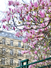 Load image into Gallery viewer, Left Bank Pink Magnolias - Paris Print - La Porte Bonheur