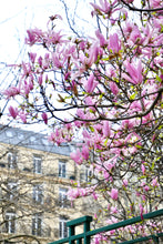 Load image into Gallery viewer, Left Bank Pink Magnolias - Paris Print - La Porte Bonheur