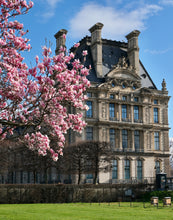 Load image into Gallery viewer, Louvre Magnolias - Paris Print - La Porte Bonheur