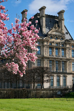 Load image into Gallery viewer, Louvre Magnolias - Paris Print - La Porte Bonheur