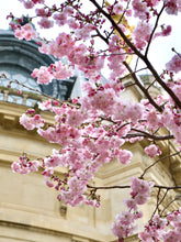 Load image into Gallery viewer, Petit Palais Cherry Blossoms - Paris Print - La Porte Bonheur