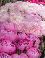 Load image into Gallery viewer, Rue du Bac Peonies - Paris Photography - La Porte Bonheur