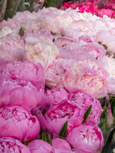 Load image into Gallery viewer, Rue du Bac Peonies - Paris Photography - La Porte Bonheur