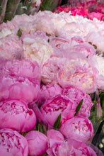Load image into Gallery viewer, Rue du Bac Peonies - Paris Photography - La Porte Bonheur