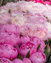 Load image into Gallery viewer, Rue du Bac Peonies - Paris Photography - La Porte Bonheur
