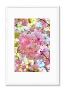 Carolles Cherry Blossom - Normandy Print - La Porte Bonheur