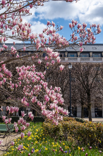 Palais Royal Magnolias, Daffodils, and Tulips - Paris Photography - La Porte Bonheur