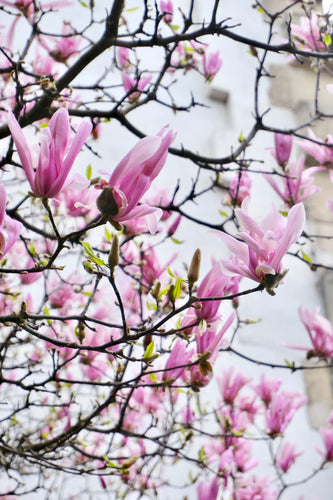 Pink Magnolias - Paris Print - La Porte Bonheur