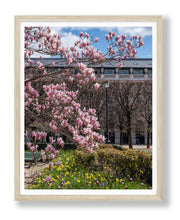 Load image into Gallery viewer, Palais Royal Magnolias, Daffodils, and Tulips - Paris Photography - La Porte Bonheur
