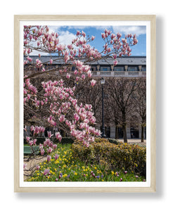 Palais Royal Magnolias, Daffodils, and Tulips - Paris Photography - La Porte Bonheur