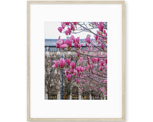 Hot Pink Magnolias in the Jardin du Palais-Royal - Paris Photography - La Porte Bonheur