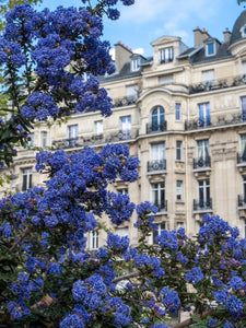 California Lilacs in Paris - Paris Photography - La Porte Bonheur