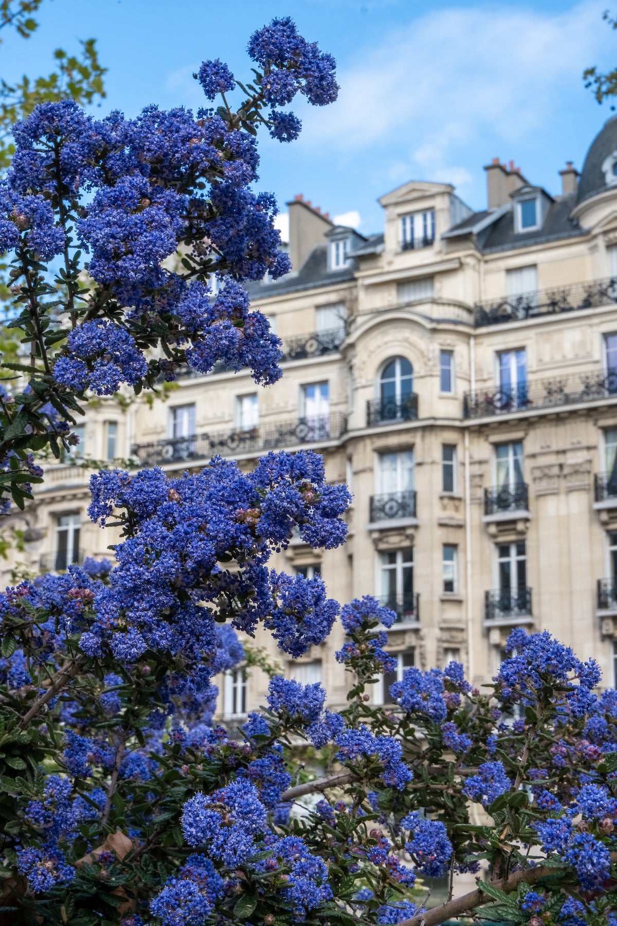 california-lilacs-in-paris-