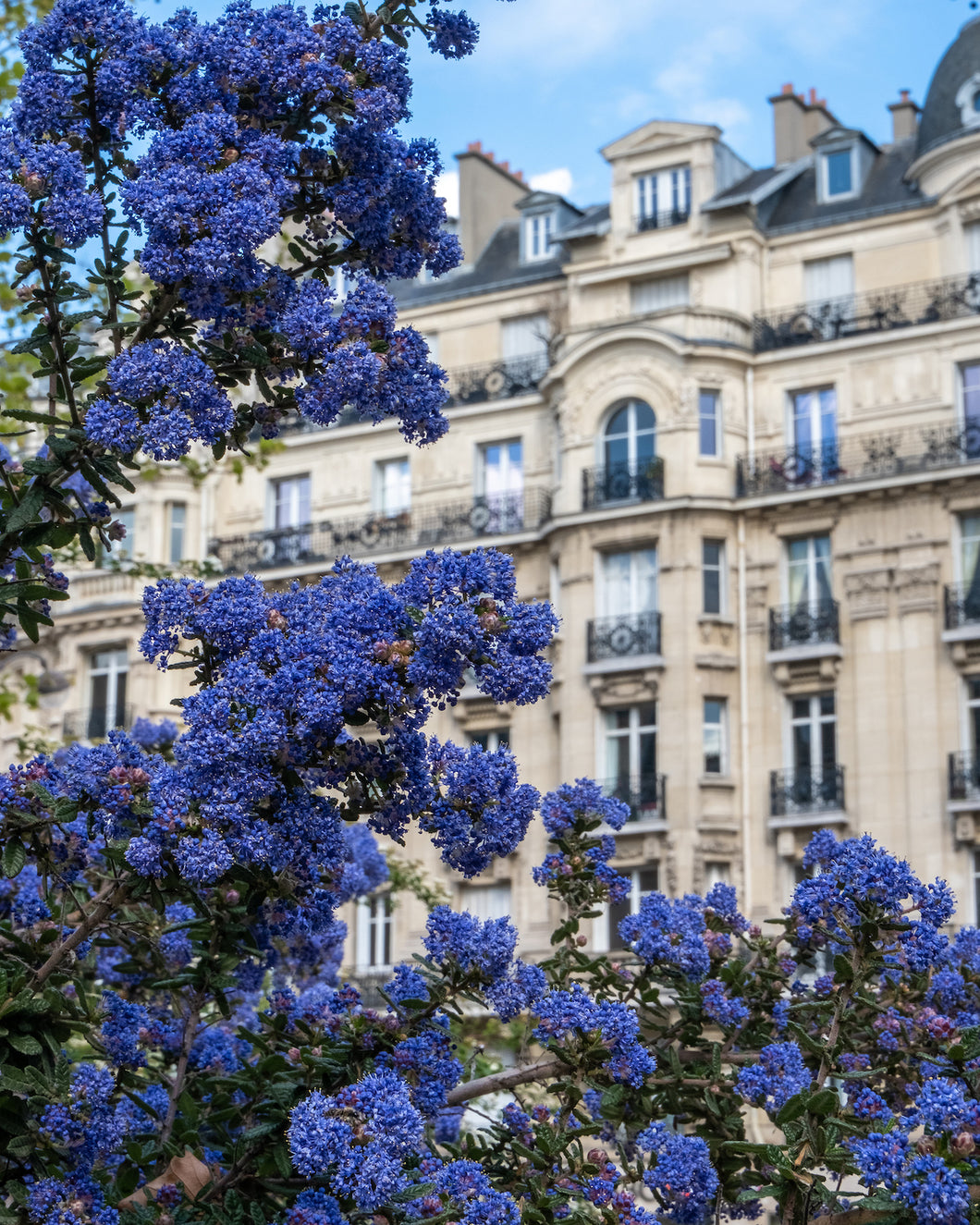 California Lilacs in Paris - Paris Photography - La Porte Bonheur