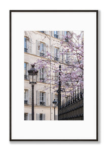 March Cherry Blossoms - Paris Print - La Porte Bonheur