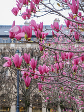 Load image into Gallery viewer, Hot Pink Magnolias in the Jardin du Palais-Royal - Paris Photography - La Porte Bonheur
