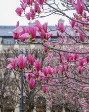Load image into Gallery viewer, Hot Pink Magnolias in the Jardin du Palais-Royal - Paris Photography - La Porte Bonheur
