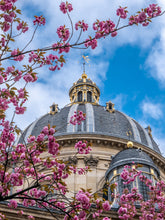 Load image into Gallery viewer, Institut de France Cherry Blossoms - Paris Print - La Porte Bonheur
