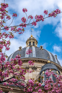 Institut de France Cherry Blossoms - Paris Print - La Porte Bonheur