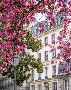 Left Bank Cherry Blossoms - Paris Print - La Porte Bonheur