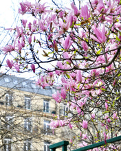 Load image into Gallery viewer, Left Bank Pink Magnolias - Paris Print - La Porte Bonheur
