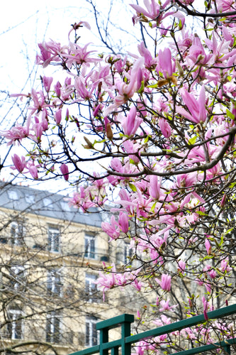 Left Bank Pink Magnolias - Paris Print - La Porte Bonheur