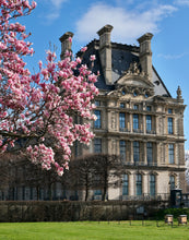 Load image into Gallery viewer, Louvre Magnolias - Paris Print - La Porte Bonheur
