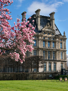 Louvre Magnolias - Paris Print - La Porte Bonheur