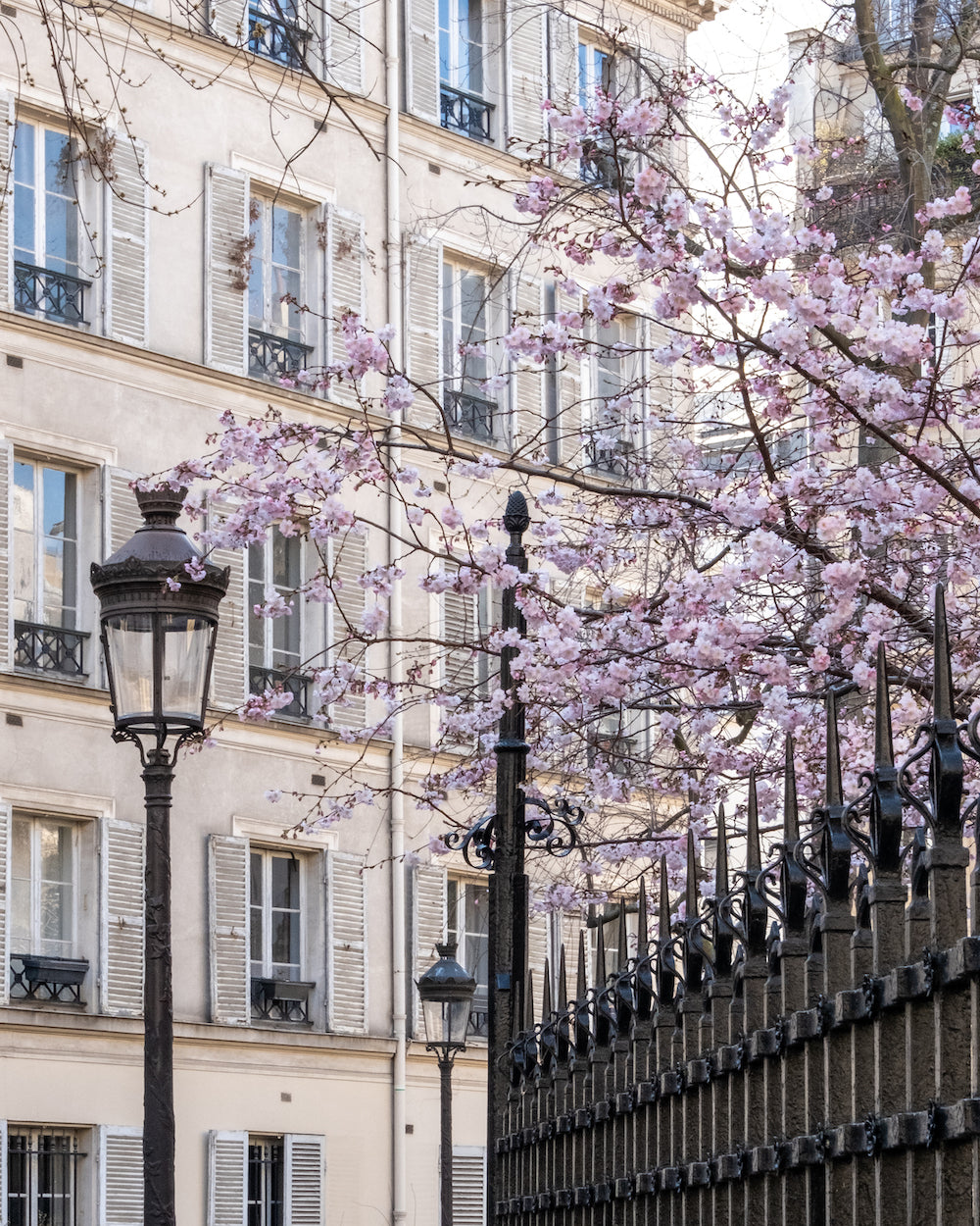 March Cherry Blossoms - Paris Print - La Porte Bonheur