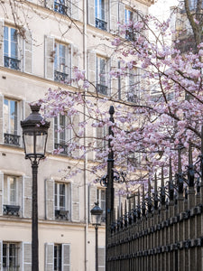 March Cherry Blossoms - Paris Print - La Porte Bonheur