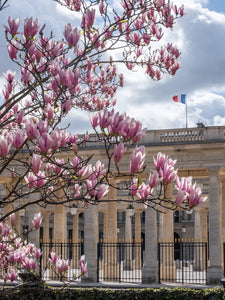 Palais Royal Spring Saturday - Paris Photography - La Porte Bonheur