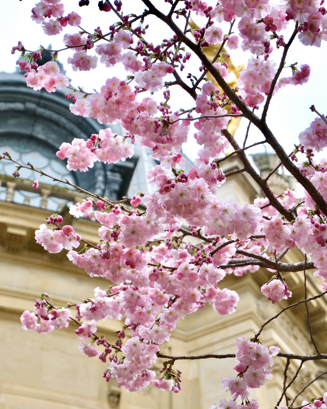 Petit Palais Cherry Blossoms - Paris Print - La Porte Bonheur